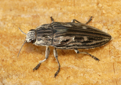 Chalcophora mariana