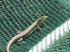 Gerrhosaurus flavigularis