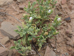 Mesembryanthemum aitonis