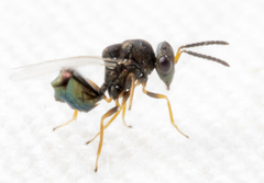 Eucharitidae