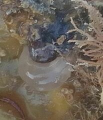 Pyura mirabilis