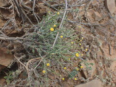 Pentzia incana