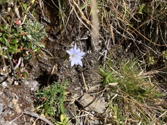 Gentiana arisanensis