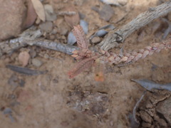 Crassula muscosa