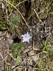 Gentiana arisanensis