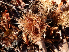 Andricus caputmedusae