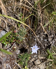 Gentiana arisanensis
