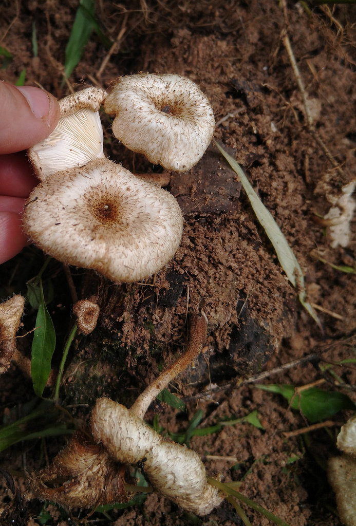 Lentinus crinitus · November 2022 · photo: © caja-manga (iNaturalist, cc-by)