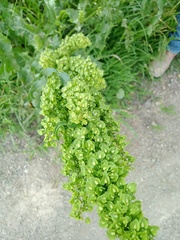 Rumex longifolius