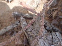 Crassula muscosa