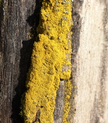 Flavoplaca