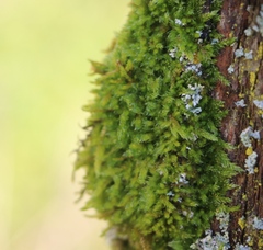 Hypnum cupressiforme