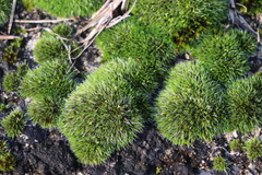 Grimmia