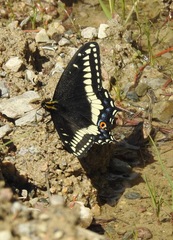 Papilio indra