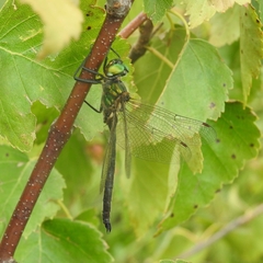 Somatochlora arctica