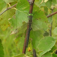 Somatochlora arctica