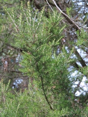 Erica arborea