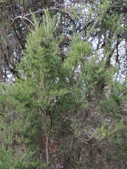 Erica arborea