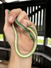 Philothamnus semivariegatus