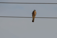 Accipiter brevipes