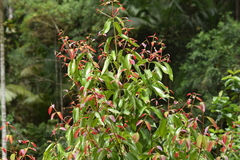 Cinnamomum verum