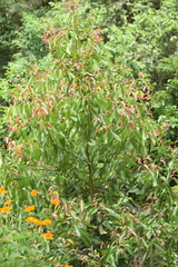 Cinnamomum verum
