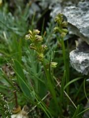 Chamorchis alpina