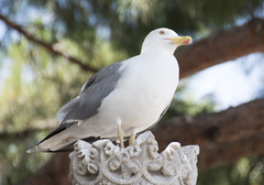 Larus michahellis