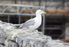 Larus michahellis