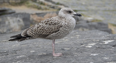 Larus michahellis