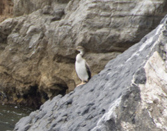Gulosus aristotelis