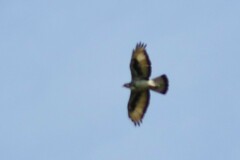 Aquila spilogaster