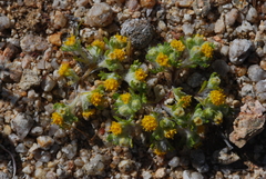Eriophyllum pringlei
