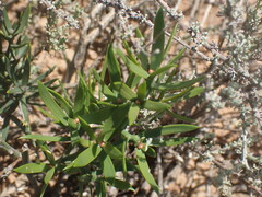 Asparagus striatus