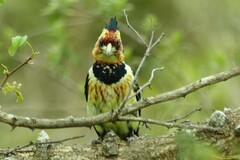 Trachyphonus vaillantii