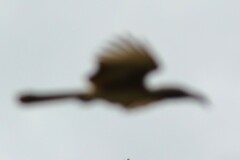 Lophoceros nasutus