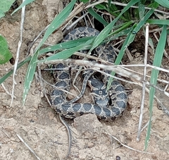 Hemorrhois hippocrepis