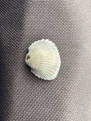 Anadara brasiliana