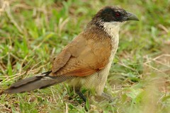 Centropus superciliosus burchellii