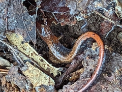 Plethodon ventralis