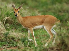 Raphicerus campestris campestris