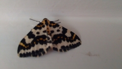 Abraxas grossulariata