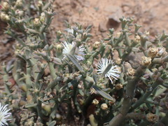 Mesembryanthemum junceum