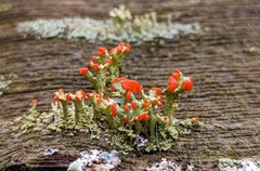 Cladonia cristatella