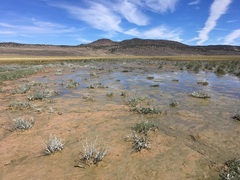 Cicindela willistoni