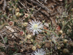 Mesembryanthemum junceum