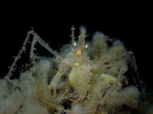 Long-legged Spider Crab, photo 3 of 10