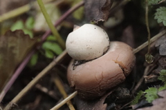 Geastrum