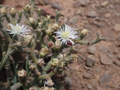 Mesembryanthemum junceum