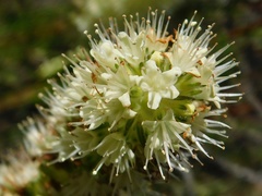 Echiostachys incanus